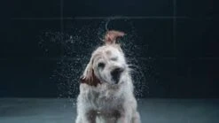 GROHE Euphoria SmartControl 310 Regendouche - CoolTouch - FastFixation - ø 31 Cm - Chroom 35 GROHE Euphoria SmartControl 310 Regendouche - CoolTouch - FastFixation - ø 31 Cm - Chroom -Badkamerproducten 1200x675 13