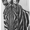 Sealskin Zebra Douchegordijn 180x200 Cm - Peva - Zwart / Wit